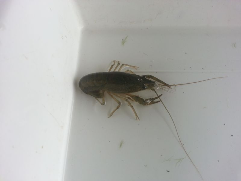 identificazione gambero d''acqua dolce: Procambarus